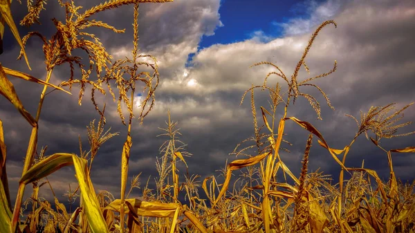 Campo Milho Antes Uma Tempestade — Fotografia de Stock