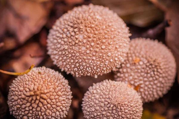 Família Cogumelos Floresta Outono — Fotografia de Stock