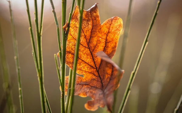 Ljust Höstlöv Makro Skott — Stockfoto