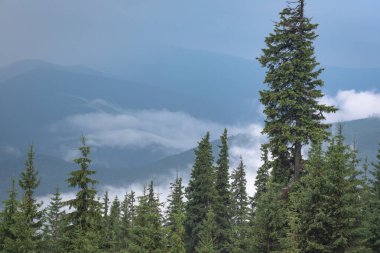 Şafak Karpat Dağları