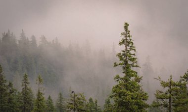 Şafak Karpat Dağları