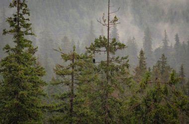 Şafak Karpat Dağları