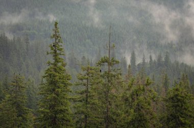 Şafak Karpat Dağları