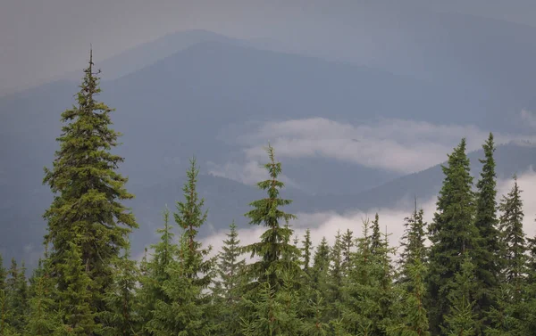 Zori Munții Carpați — Fotografie de stoc gratuită
