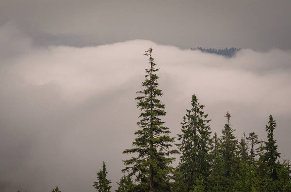 Dawn in the Carpathian Mountains — Stock Image Dawn Carpathian Mountains Royalty Free Stock Photos