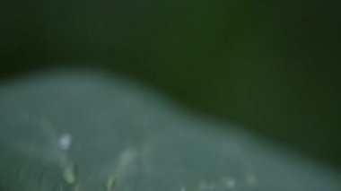 Yağmurdan sonra sulu Flora