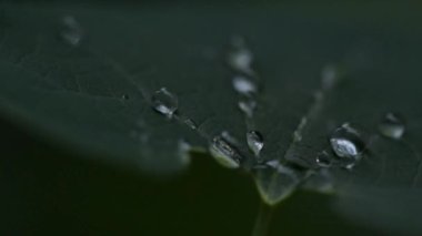 Yağmurdan sonra sulu Flora