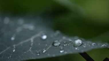 Yağmurdan sonra sulu Flora