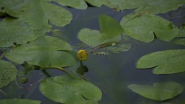 yağmur altında göl