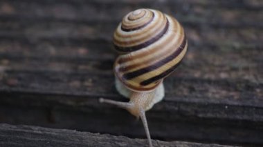 Salyangoz ahşap bir yüzeye hareket eder