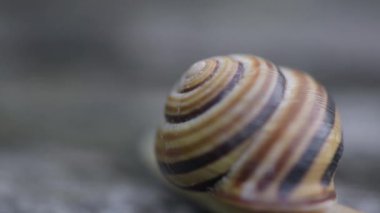 Salyangoz ahşap bir yüzeye hareket eder
