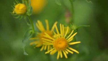 Yağmurdan sonra sulu Flora