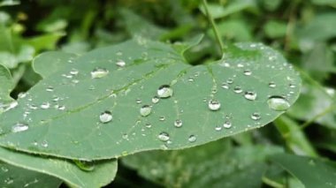 Yağmurdan sonra sulu Flora