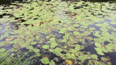 Yağmurdan sonra sulu Flora