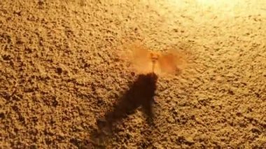 Lamba yakın Moth