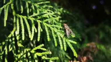 Doğal bir ortamda Fly
