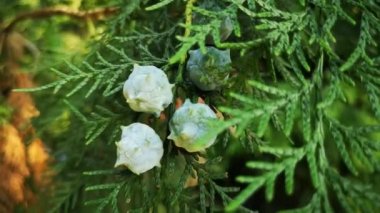 Yağmurdan sonra sulu Flora