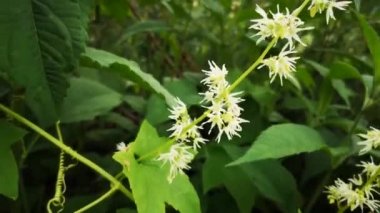 Yağmurdan sonra sulu Flora