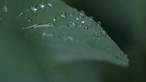 Сочная Флора После Дождя — стоковое видео
