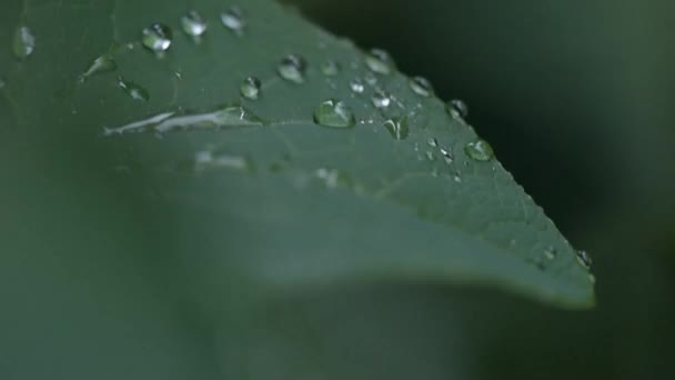 雨の後のジューシーな植物 — ストック動画