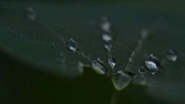 Yağmurdan Sonra Sulu Flora — Stok video