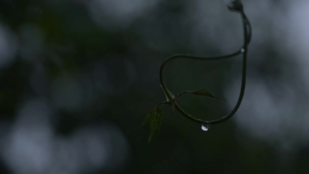 Saftige Flora Nach Regen — Stockvideo