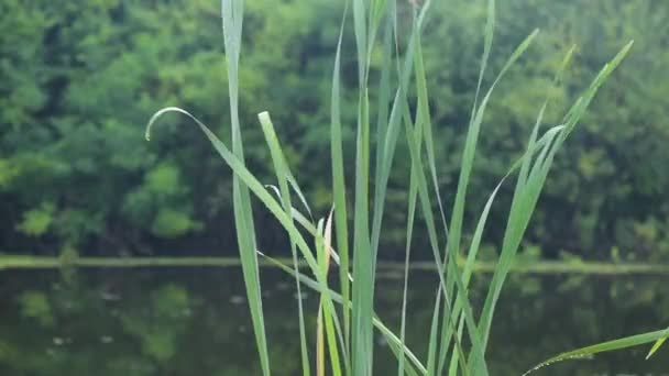 Flore juteuse après la pluie 