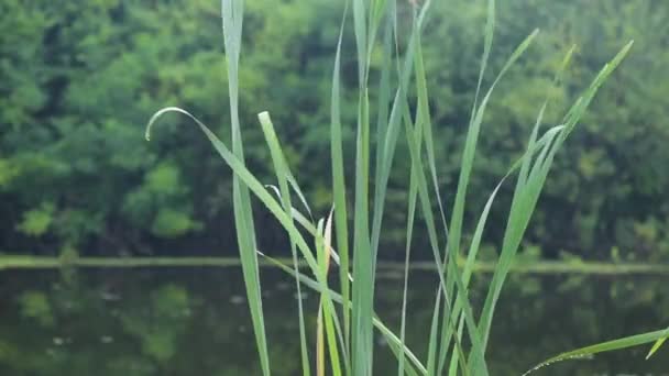 Flora Jugosa Después Lluvia — Vídeo de stock