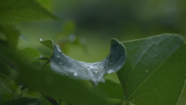 Saftige Flora Nach Regen — Stockvideo