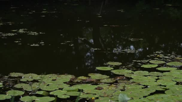 Lago Sotto Pioggia — Video Stock