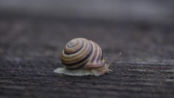 Caracol Mueve Sobre Una Superficie Madera — Vídeos de Stock