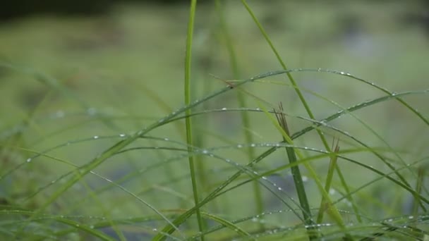 雨の後のジューシーな植物 — ストック動画