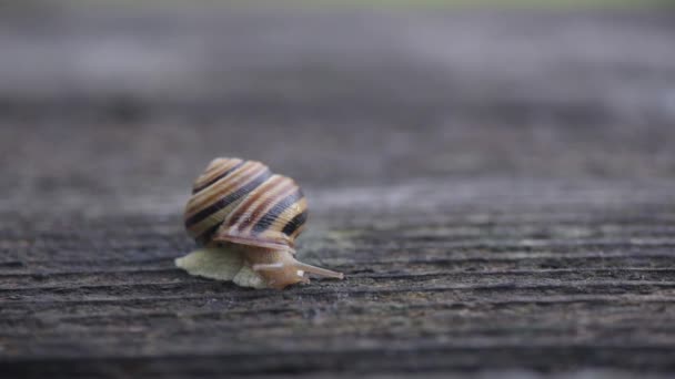 Escargot Déplace Sur Une Surface Bois — Video