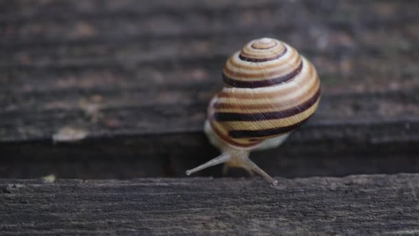 Snail Moves Wooden Surface — Stock Video