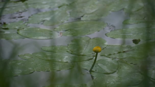 Saftig Flora Efter Regn — Stockvideo