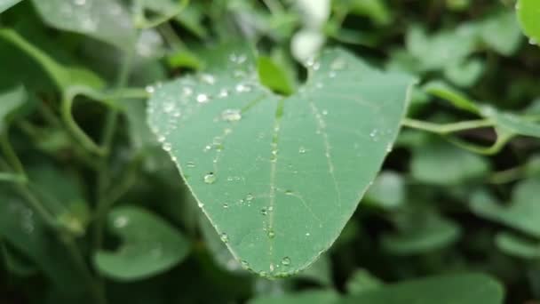 雨の後のジューシーな植物 — ストック動画