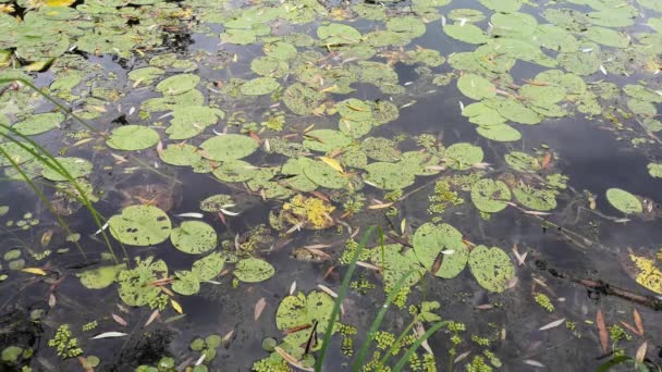 Flora Jugosa Después Lluvia — Vídeos de Stock