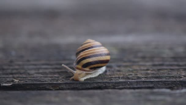 Snail Moves Wooden Surface — Stock Video