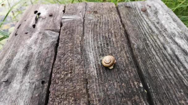 Caracol Mueve Sobre Una Superficie Madera — Vídeos de Stock