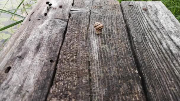 Snail Moves Wooden Surface — Stock Video