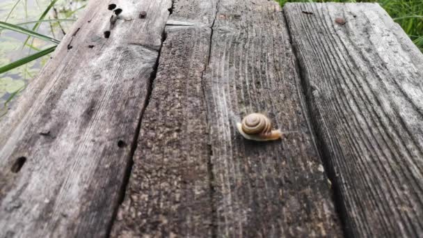 Escargot Déplace Sur Une Surface Bois — Video