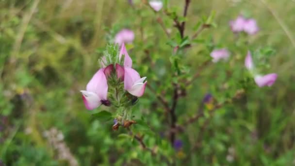 Flora Jugosa Después Lluvia — Vídeo de stock