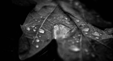 Orman gözyaşı denilen natürmort