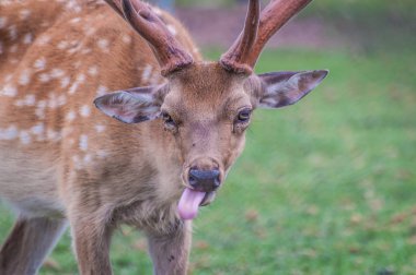 Bir konuşmada evrensel bağımsız değişken :) 