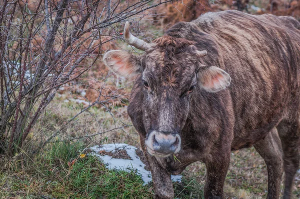 Cow One Horn — Stock Photo, Image