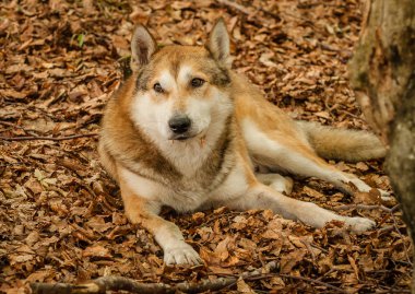 Cins Husky bir köpek portresi 