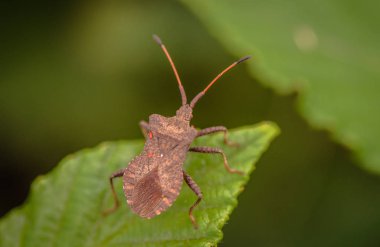 Büyük böcek makro atış