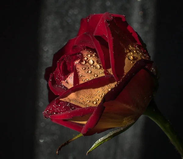Роскошные Красные Розы — стоковое фото