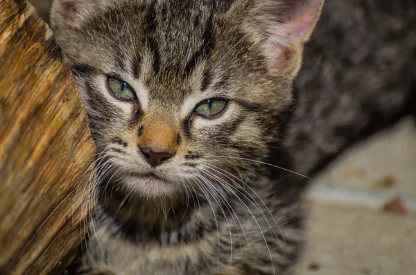 Porträtt Fluffigt Fullblods Katt — Stockfoto