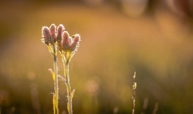 Tho Lovers adlı manzara